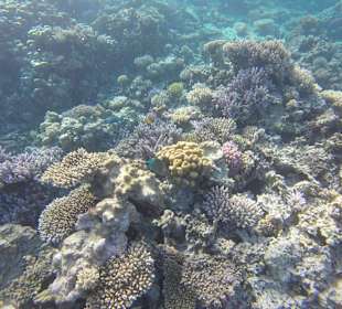 Unterwasser am Riff 
