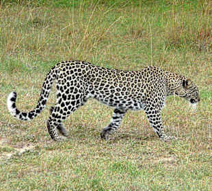 Kam er in seiner vollen Schönheit