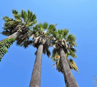 Palmen im Jardin Méditerranéen