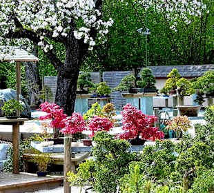 Bonsai Museum