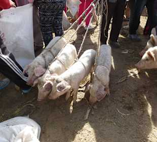 Auf dem Viehmarkt