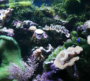 Meeres Aquarium Zella Mehlis