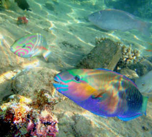 Papageienfisch
