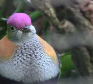 Kleinsäuger + Vogelhaus