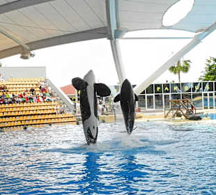 Orcas machen so etwas niemals freiwillig