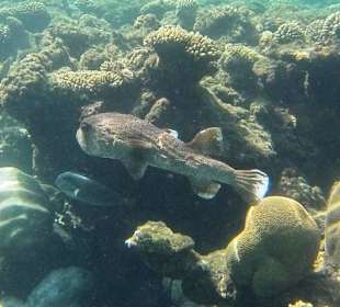 Gewöhnlicher Igelfisch