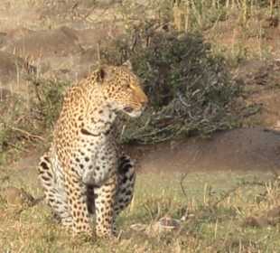 Leopars in der Mara
