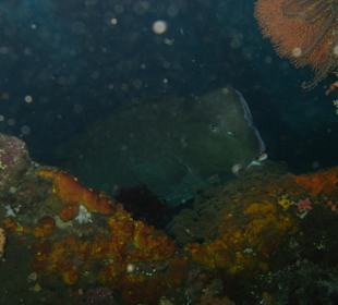 Die besuchen öfter mal die Liberty