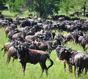 Serengeti wilderbeest migration season