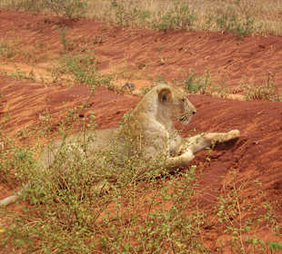 Löwin beim anpirschen an eine Gazelle