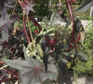 Kneippscher Kräutergarten