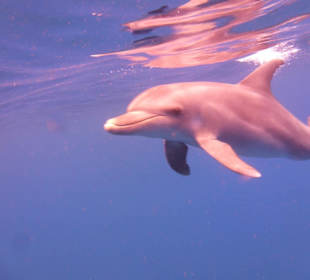 Foto beim schnorcheln gemacht