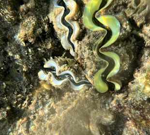 Schnorcheln Hurghada