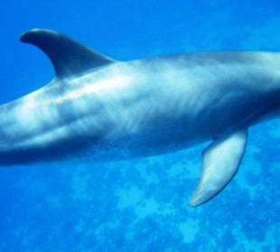 Delfine