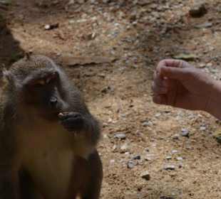Am Tempel (Wat Phan Thu Rat)