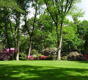 Hauptblüte im Rhododendronpark Bremen