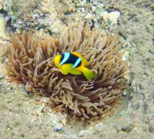 Nemo 