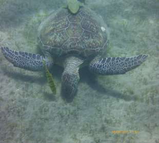 Schildkröte