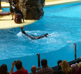 Seelöwen machen richtig Action