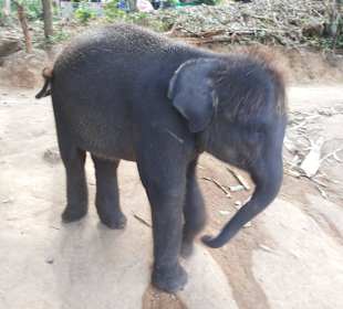 Baby elephant