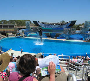 Killerwalvorführung