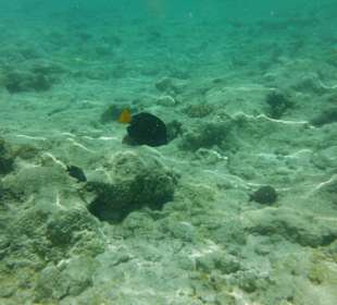 Hausriff, rechts von der Marina