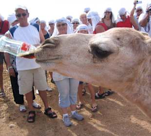 Die Kameltour