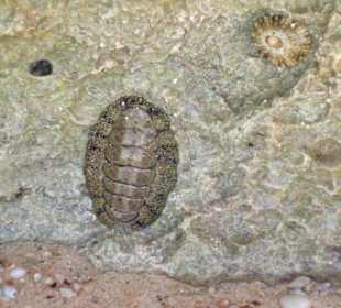 Skały na Wyspie Giftun