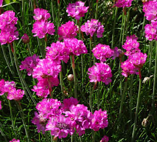 Spaziergang durch den Botanischen Garten Bremen
