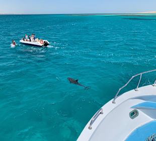 Delfin Tour Hurghada