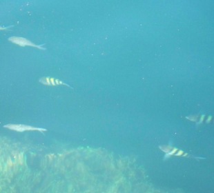Fische in der Cueva de los Peces 2
