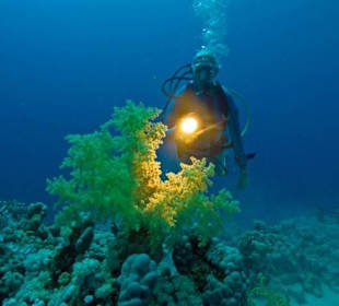 Weichkoralle am Hausriff am Hyatt