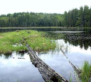 Algonquin Provincial Park, Beaver Pond.