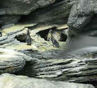 Aquarium von Lissabon