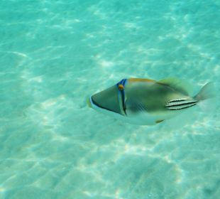 Arabischer Picassodrücker