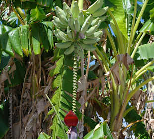 Jetzt wissen wir auch wie eine Banane blüht