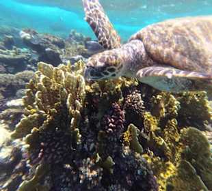 Schnorcheln mit Schildkröten in Ägypten 