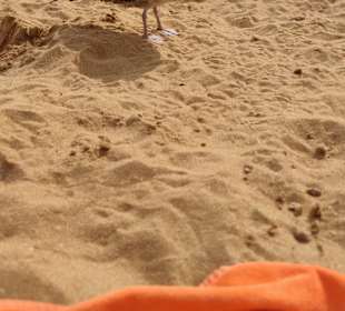 Praia de Nossa Senhora da Rocha