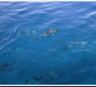 Tauchen mit Delfinen