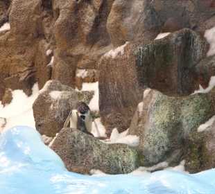 Pinguine im Aquarium