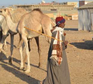 Kamelmarkt El Shalateen