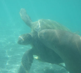 Seekuh und Schildkröte