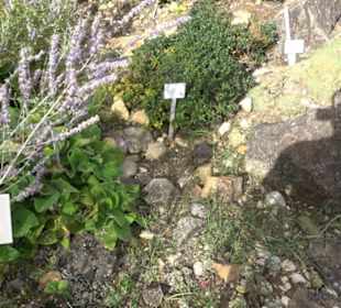 Alpinum