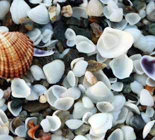 Piekna plaża muszelek