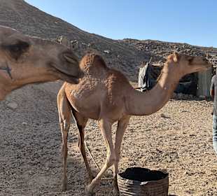 Reiten & Kamelreiten Dana Beach