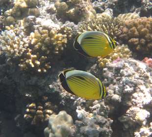 Schnorcheln im Hausriff