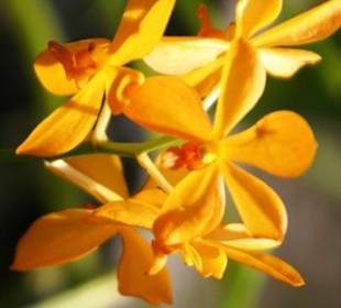 Wunderschöne Orchideen