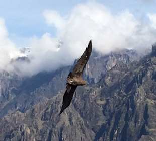 Condor Cross