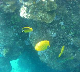 Maskenfalter am Hausriff