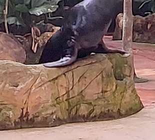 Singapur Zoo